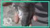 Huge Beautiful 6.76 Megalodon Tooth Fossil Shark Teeth Weighs Over 1 Pound
